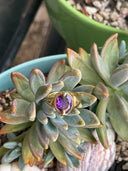 Love Knot- Amethyst Square Ring- Sterling